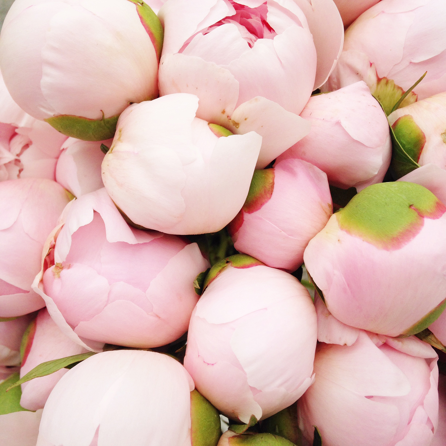 ballet pink peonies, flowers